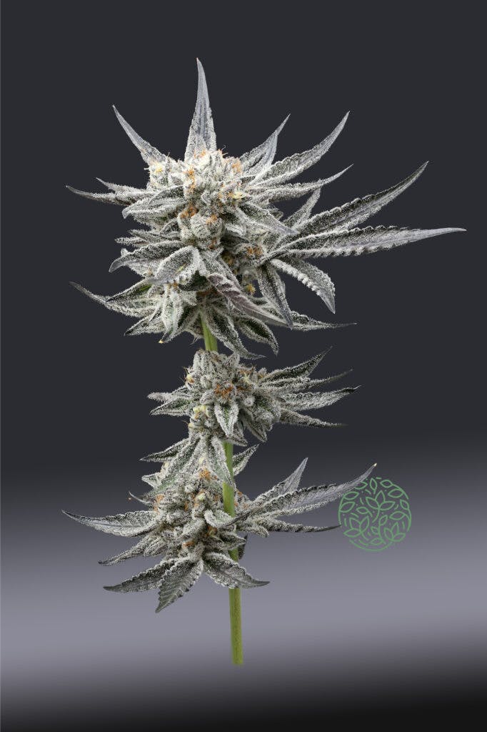 A bud and branch shot of icy black and green Oreoz grown by CAM Photo by The High Red Beard (Photo Courtesy of CAM)